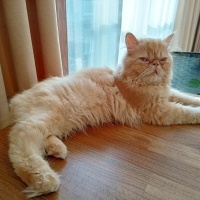 İran Kedisi (Persian), Kedi  Sushi fotoğrafı