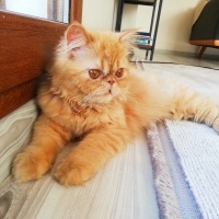 İran Kedisi (Persian), Kedi  Sushi fotoğrafı