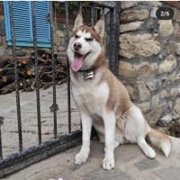 Sibirya Kurdu (Husky), Köpek  ZEYNA HANIM fotoğrafı