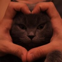 British Shorthair, Kedi  Pascal fotoğrafı