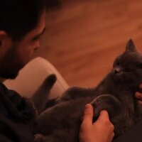 British Shorthair, Kedi  Pascal fotoğrafı