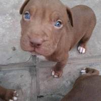 Rhodesian Ridgeback, Köpek  ase fotoğrafı