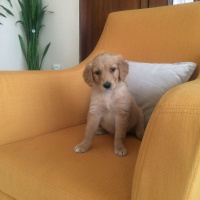 Golden Retriever, Köpek  Altın fotoğrafı
