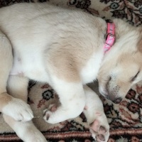 Golden Retriever, Köpek  Laika fotoğrafı