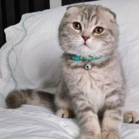 Scottish Fold, Kedi  Ares fotoğrafı