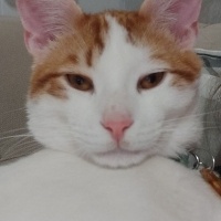 Tekir Kedi, Kedi  Limon fotoğrafı