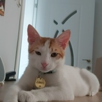 Tekir Kedi, Kedi  Limon fotoğrafı