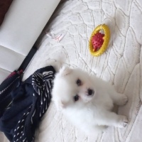 Pomeranyalı, Köpek  Zeus fotoğrafı