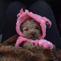 Poodle (Minyatür Kaniş), Köpek  Peanut fotoğrafı
