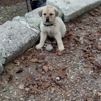 Kangal, Köpek  ARES fotoğrafı