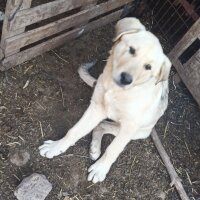 Kangal, Köpek  ARES fotoğrafı