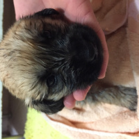 Kangal, Köpek  Zeytin fotoğrafı