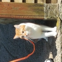 Tekir Kedi, Kedi  Mesut fotoğrafı