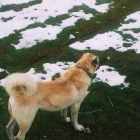 Kangal, Köpek  Yaman fotoğrafı