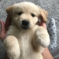 Golden Retriever, Köpek  Phoenix fotoğrafı
