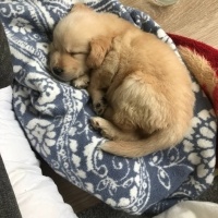 Golden Retriever, Köpek  Phoenix fotoğrafı