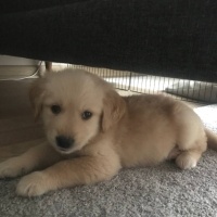 Golden Retriever, Köpek  Phoenix fotoğrafı
