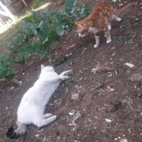 Sarman, Kedi  Fındık Yıldız fotoğrafı