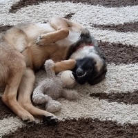 Alman Çoban Köpeği, Köpek  ZEUS fotoğrafı