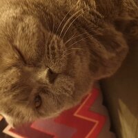 Scottish Fold, Kedi  Ferit fotoğrafı