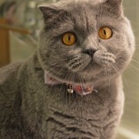 Scottish Fold, Kedi  Asuman fotoğrafı