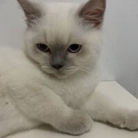 British Shorthair, Kedi  Kral fotoğrafı