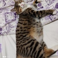 Tekir Kedi, Kedi  Jack fotoğrafı