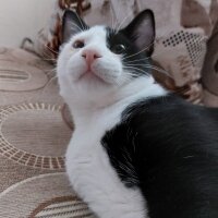 Tuxedo (Smokin) Kedi, Kedi  Downkedipu fotoğrafı