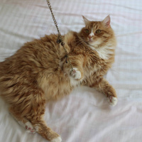 Norwegian Forest, Kedi  Behlül fotoğrafı