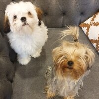 Yorkshire Terrier, Köpek  Pink fotoğrafı