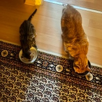 Sarman, Kedi  Mükremin baL fotoğrafı