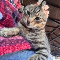 Sarman, Kedi  Mükremin baL fotoğrafı