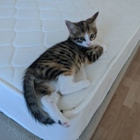 Tekir Kedi, Kedi  Karabiber fotoğrafı