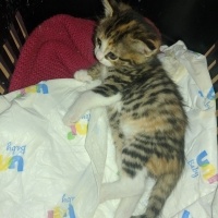 Tekir Kedi, Kedi  Karabiber fotoğrafı