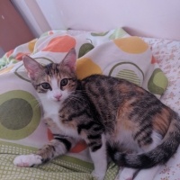 Tekir Kedi, Kedi  Karabiber fotoğrafı