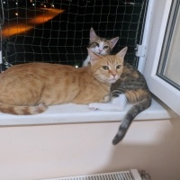 Sarman, Kedi  Sarıkız fotoğrafı