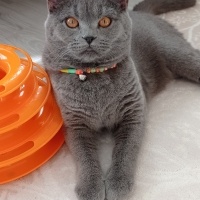 British Shorthair, Kedi  Gölge fotoğrafı