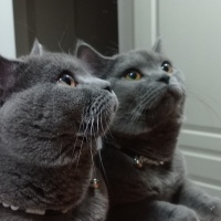 British Shorthair, Kedi  Gölge fotoğrafı