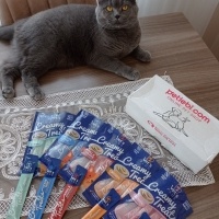 British Shorthair, Kedi  Gölge fotoğrafı