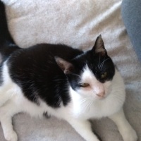 Tuxedo (Smokin) Kedi, Kedi  Aztek fotoğrafı
