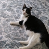 Tuxedo (Smokin) Kedi, Kedi  Aztek fotoğrafı