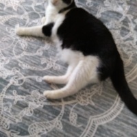 Tuxedo (Smokin) Kedi, Kedi  Aztek fotoğrafı