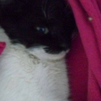 Tuxedo (Smokin) Kedi, Kedi  Aztek fotoğrafı