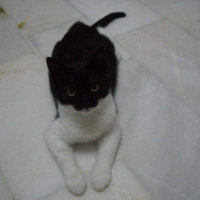 Tuxedo (Smokin) Kedi, Kedi  Aztek fotoğrafı