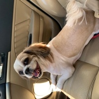 Shih Tzu, Köpek  Puffy fotoğrafı