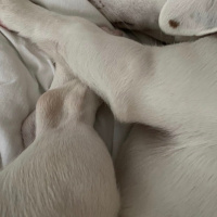 Jack Russell Terrier, Köpek  Pablo fotoğrafı