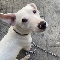 Jack Russell Terrier, Köpek  Pablo fotoğrafı