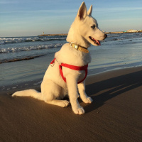 Sibirya Kurdu (Husky), Köpek  Snow fotoğrafı