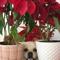 Pekingese, Köpek  Taco fotoğrafı