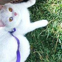 British Shorthair, Kedi  Lawinya fotoğrafı